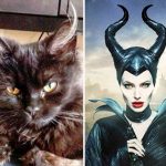 look-alike-cats-05