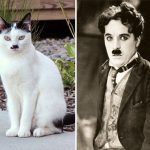 look-alike-cats-09