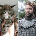 look-alike-cats-11