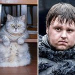 look-alike-cats-12