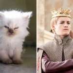 look-alike-cats-13