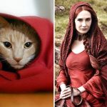 look-alike-cats-14