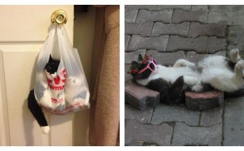 16 Cats That Just Need To Get It Together…Hilarious!