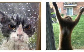 12 Cats That Totally Regret Going Outside
