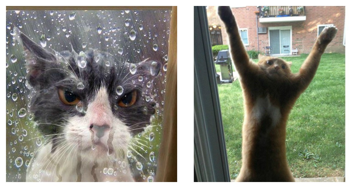 12 Cats That Totally Regret Going Outside Catlov