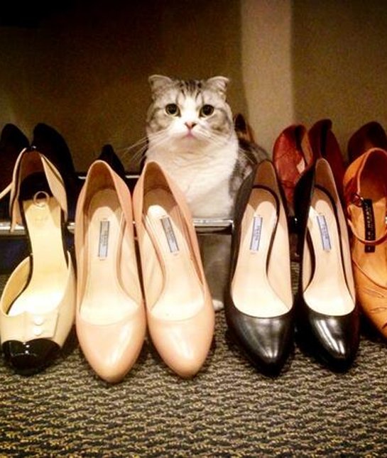 shoe-loving-cats-03