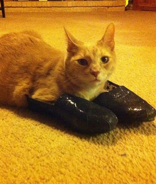 shoe-loving-cats-07