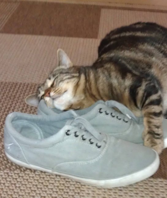 shoe-loving-cats-08