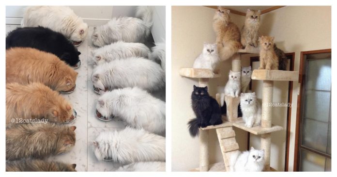 12-lady-cat-feature