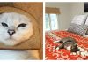 20 Times Our Cats Became The Landlords of Our Homes…And Us