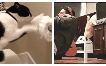 14 Cats That Prove It's A Cat's World, And You're Just In It