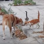 dog-saves-cats-02