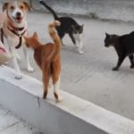 dog-saves-cats-03