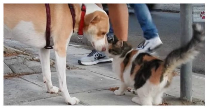 dog-saves-cats-feature