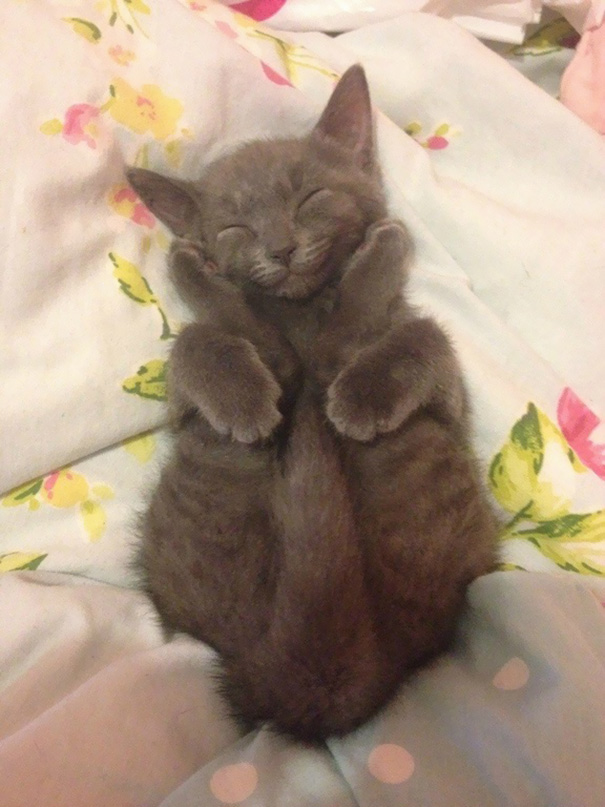 sleepy-kitty-16