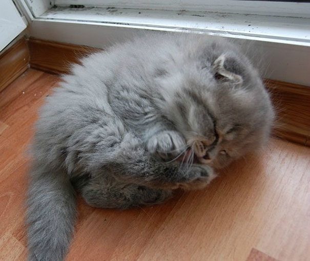 sleepy-kitty-24