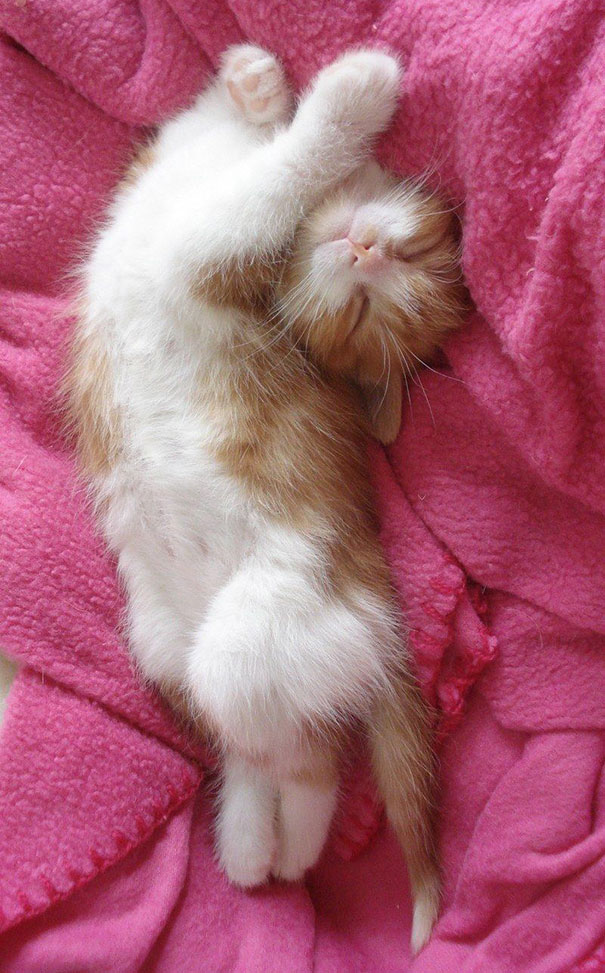 sleepy-kitty-27