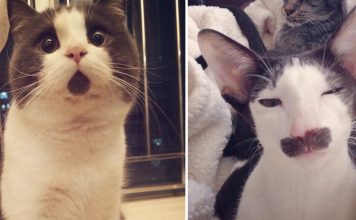 16 Cats Who Don't Even Look Real