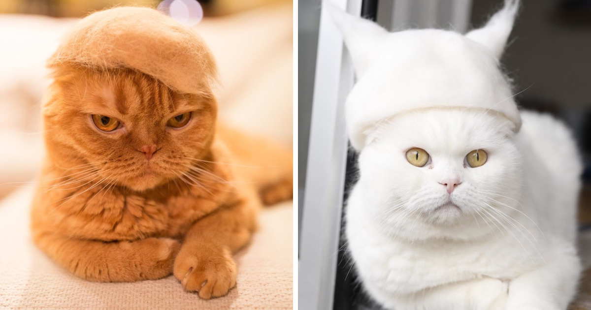 Cats Wearing Hats Made From Their Own Hair Catlov