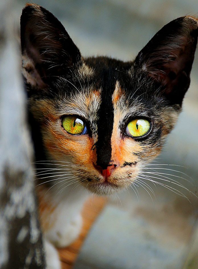 21 Of The Most Astoundingly Beautiful Cats In The World | Catlov