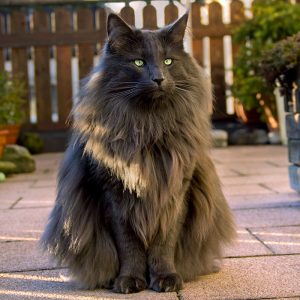 21 Of The Most Astoundingly Beautiful Cats In The World | Catlov