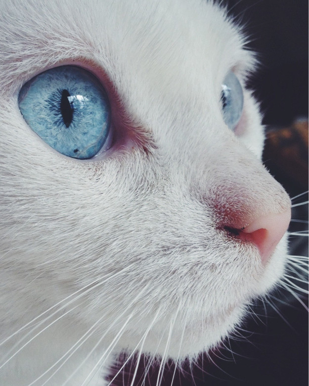 cat-eyes-10