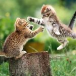 cat-fighting-04