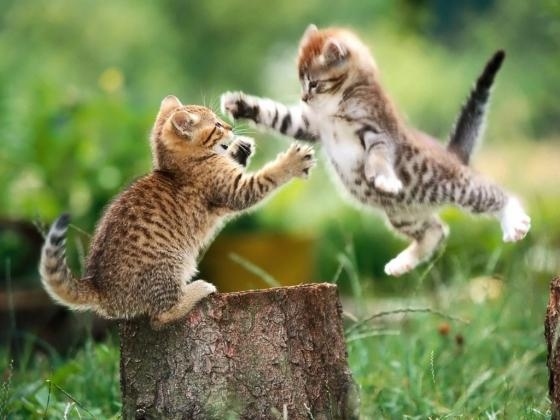 cat-fighting-04