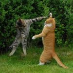 cat-fighting-06