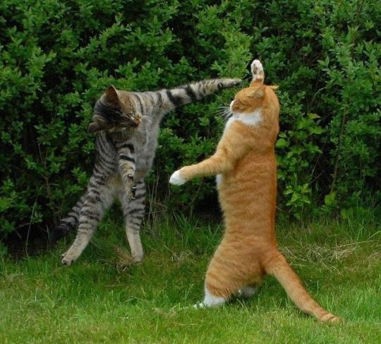 cat-fighting-06