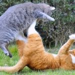 cat-fighting-08