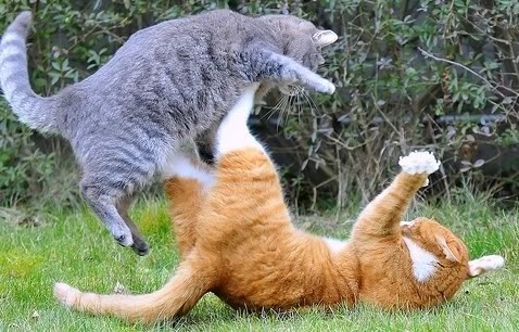 cat-fighting-08