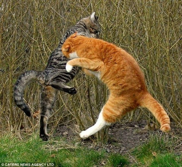 cat-fighting-13