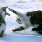 cat-fighting-14