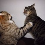 cat-fighting-15