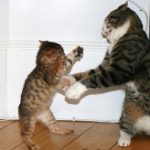 cat-fighting-19