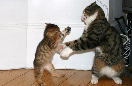 cat-fighting-19