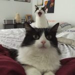 cat-photobomb-12