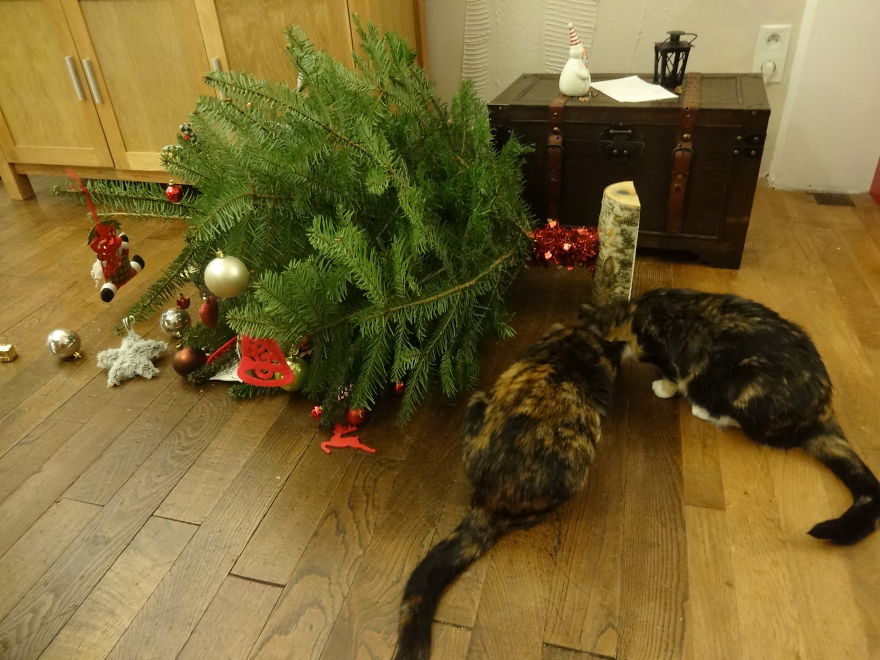cats-destroyed-xmas-11