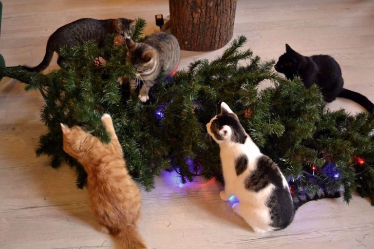18+ Cats That Enjoy Destroying Christmas… Catlov
