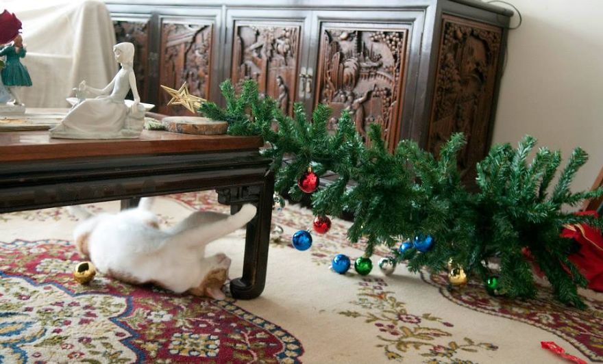 cats-destroyed-xmas-16