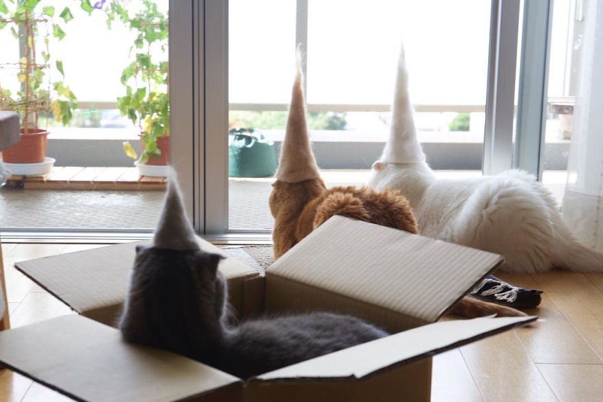 cats-in-hats-1