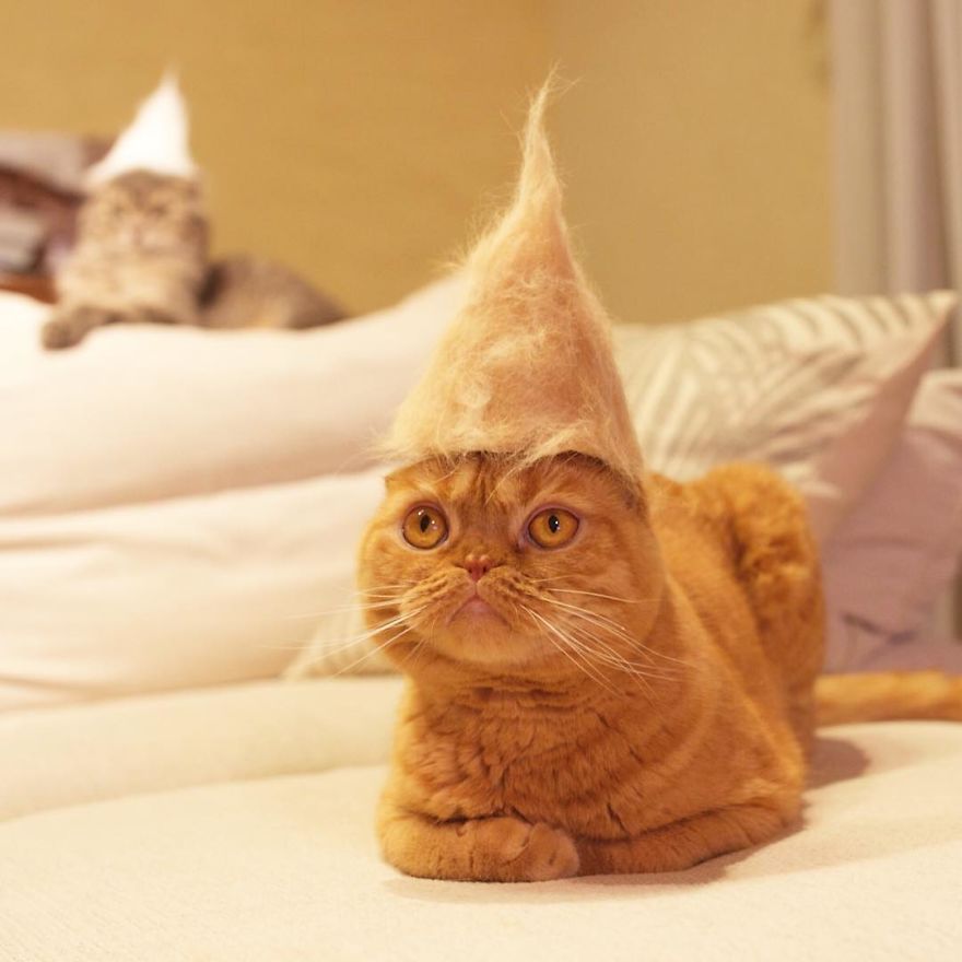 cats-in-hats-11