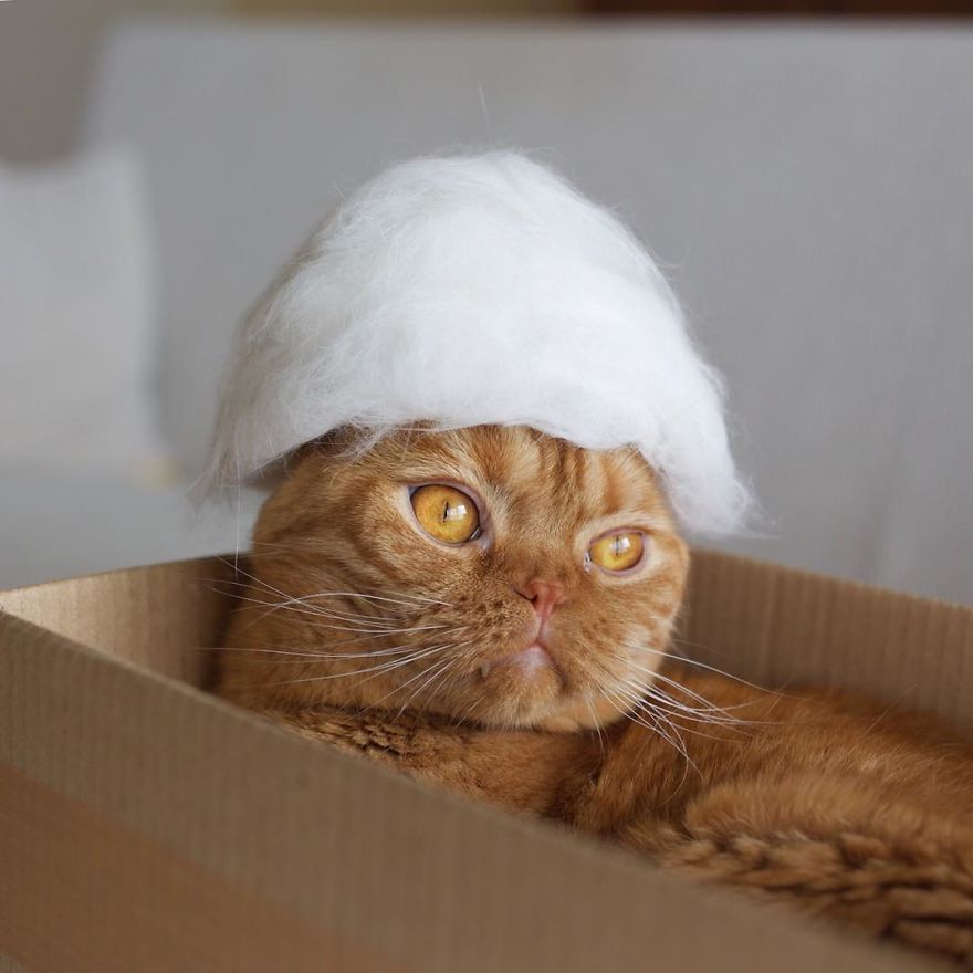 cats-in-hats-13