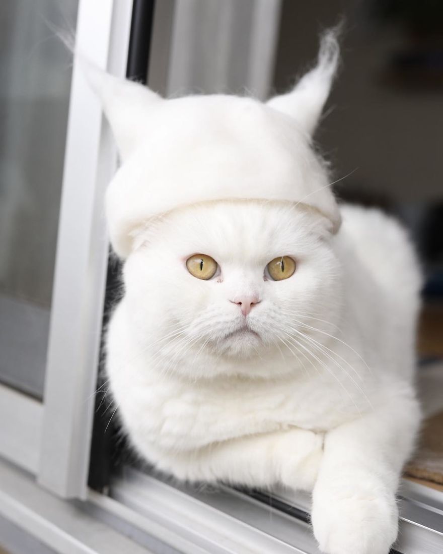 cats-in-hats-3