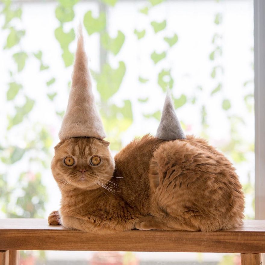 cats-in-hats-4