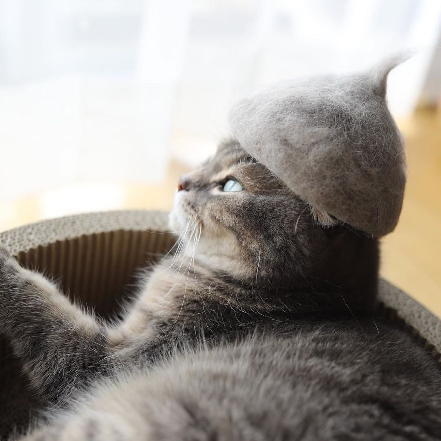 cats-in-hats-5