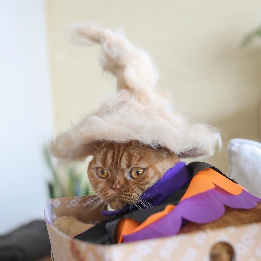 cats-in-hats-6