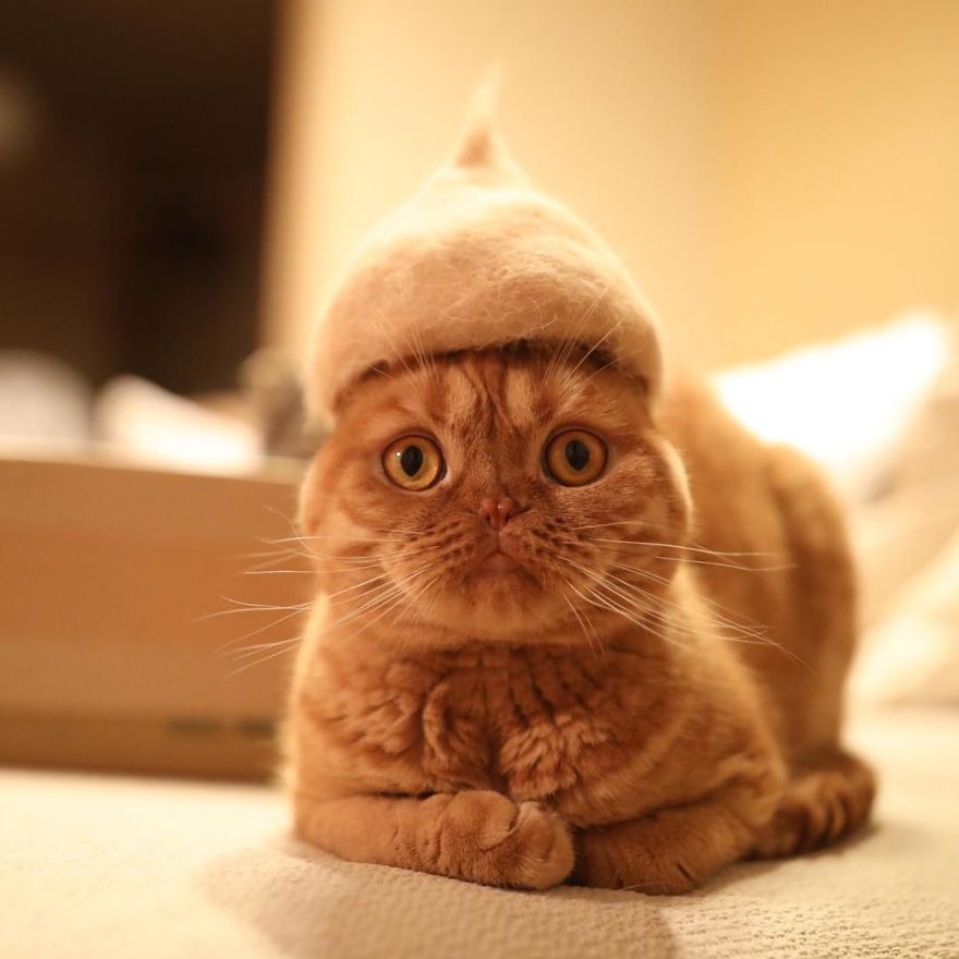 cats-in-hats-7