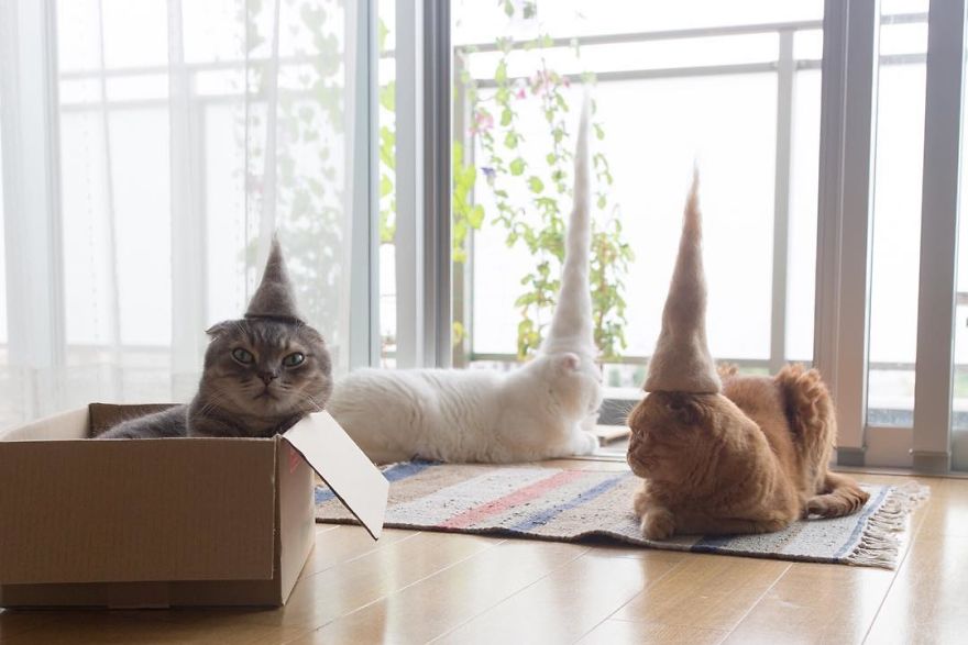 cats-in-hats-8